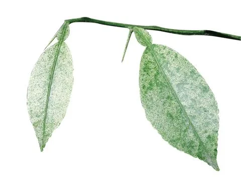 Green  leaf Stock Photos