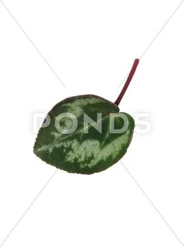 Green leaf Stock Photos