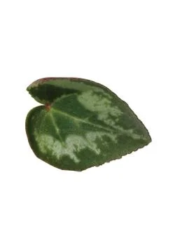 Green  leaf Stock Photos