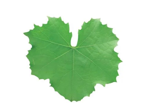 Green  leaf Fotos Stock