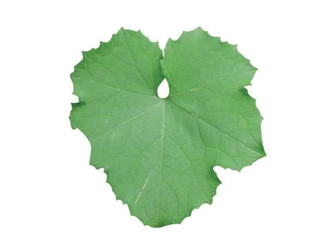 Green  leaf Stock Photos