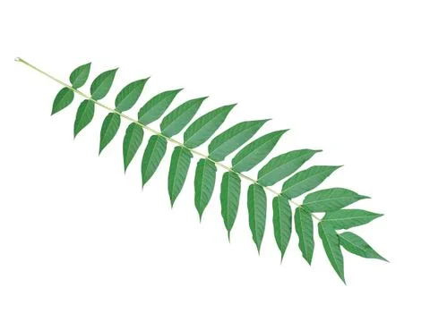 Green  leaf Stock Photos