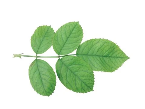 Green  leaf 写真素材