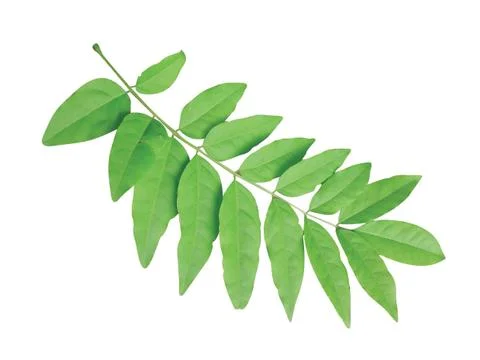 Green  leaf Stock Photos