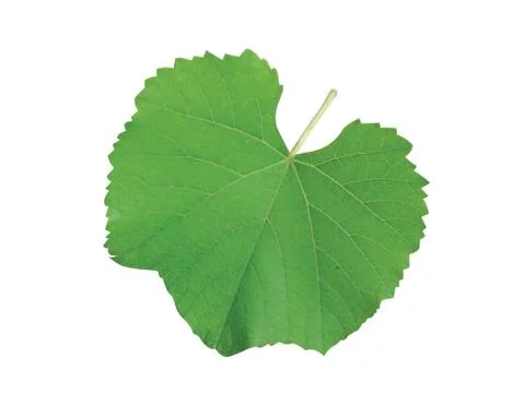 Green  leaf Stock Photos
