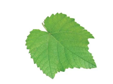 Green  leaf Stock Photos