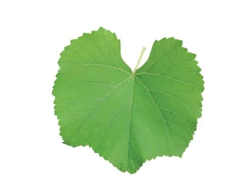 Green  leaf 写真素材