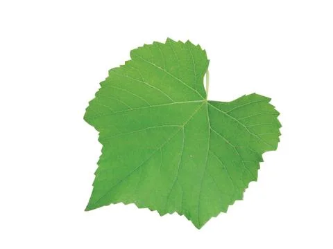 Green  leaf 写真素材