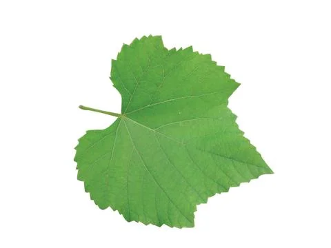 Green  leaf Stock Photos