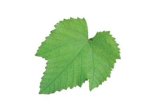 Green  leaf 스톡 사진