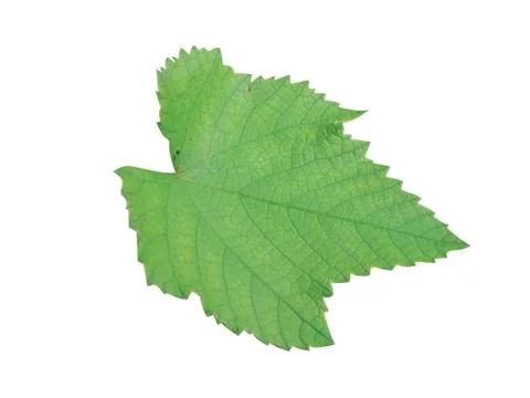 Green  leaf Foto stock