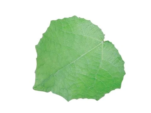 Green  leaf Stock Photos
