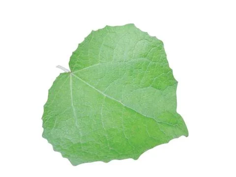 Green  leaf Stock Photos