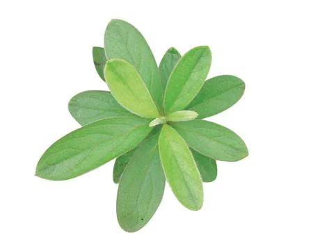 Green  leaf Stock Photos