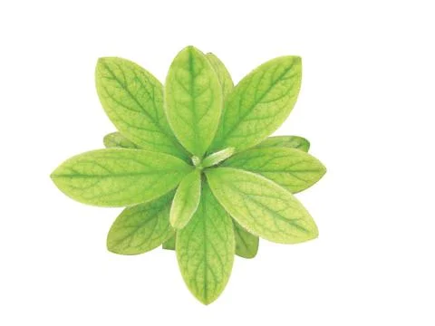 Green  leaf Fotos Stock