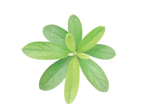 Green  leaf Stock Photos