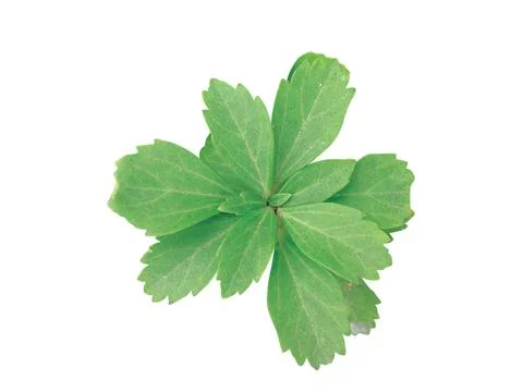 Green  leaf Stock Photos