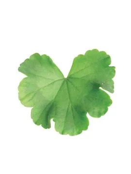 Green  leaf Stock Photos