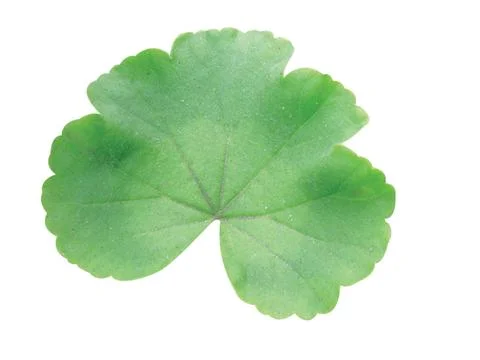 Green  leaf Stock Photos