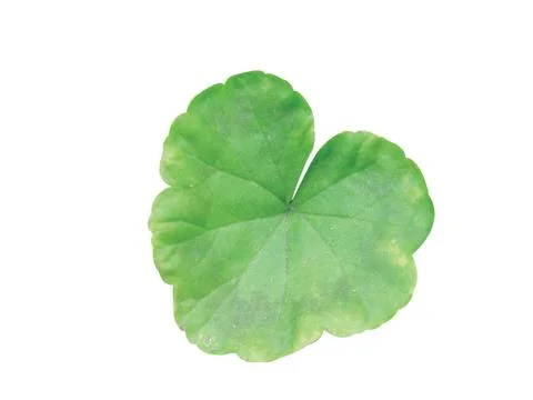 Green  leaf 写真素材