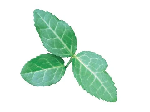 Green  leaf 写真素材