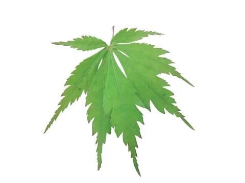 Green  leaf Fotos Stock