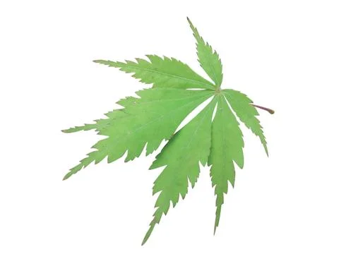 Green  leaf Stock Photos
