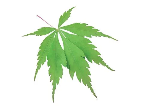 Green  leaf Stock Photos