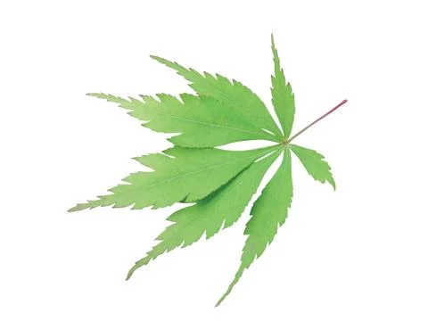 Green  leaf Stock Photos