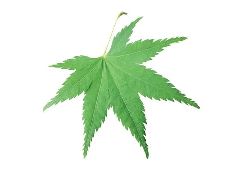 Green  leaf Stock Photos