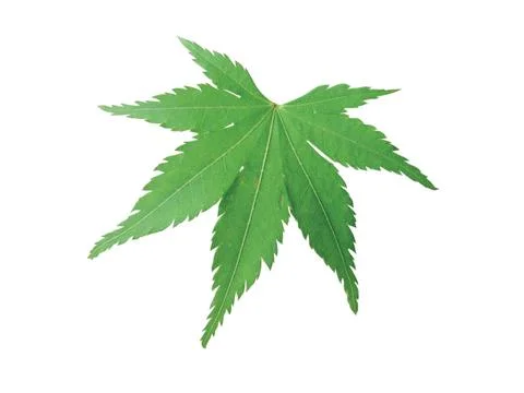 Green  leaf Stock Photos