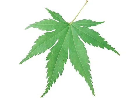 Green  leaf Stock Photos