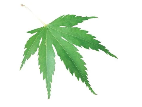 Green  leaf Stock Photos