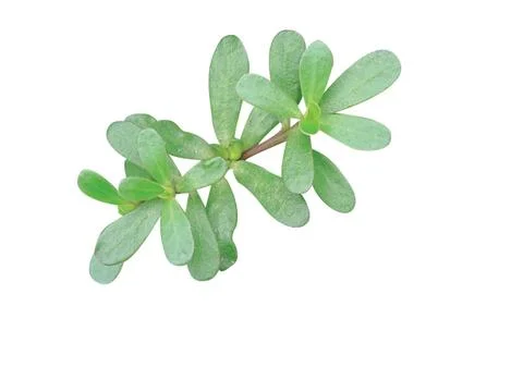 Green  leaf Fotos de archivo