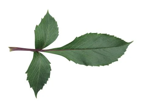 Green  leaf Stock Photos