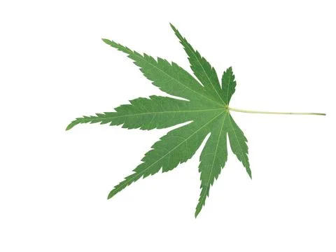 Green  leaf Stock Photos