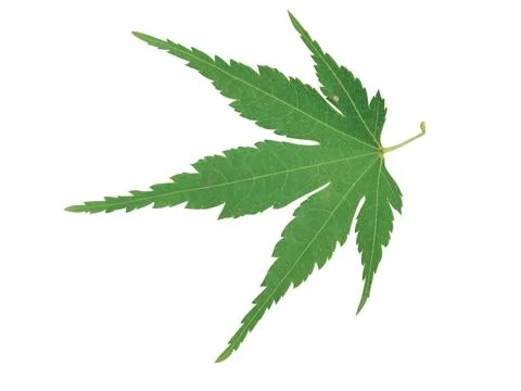 Green  leaf Fotos de archivo