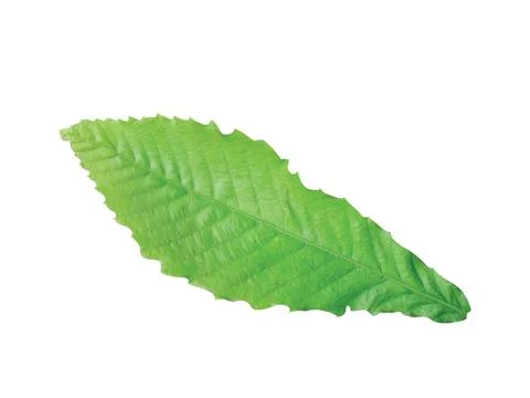 Green  leaf Stock Photos