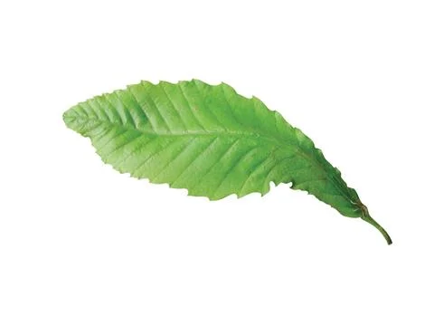 Green  leaf Fotos de archivo