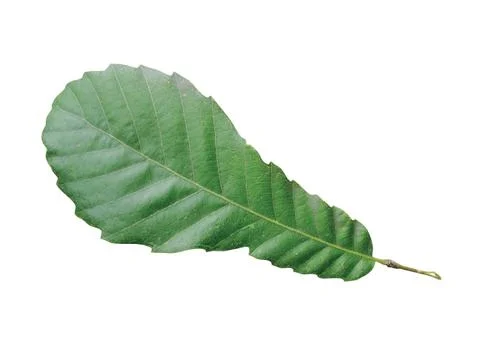 Green  leaf Stock Photos