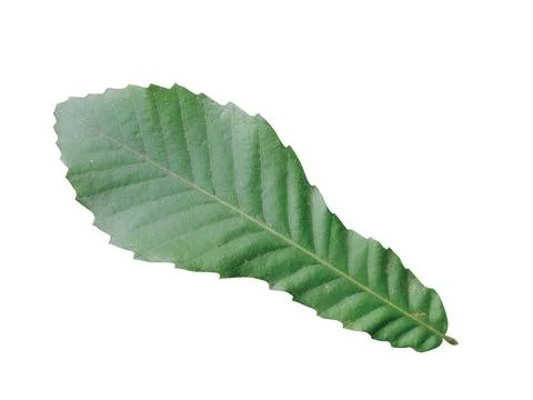 Green  leaf Stock Photos
