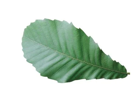 Green  leaf Stock Photos