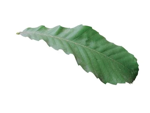 Green  leaf Stock Photos
