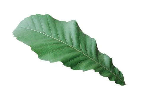 Green  leaf Stock Photos