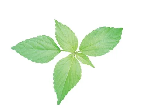 Green  leaf Stock Photos