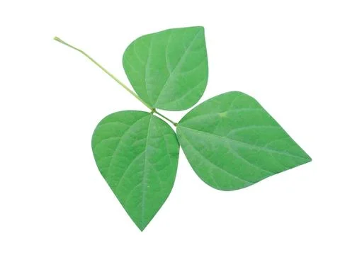 Green  leaf Stock Photos