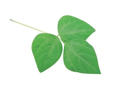 Green  leaf Fotos Stock