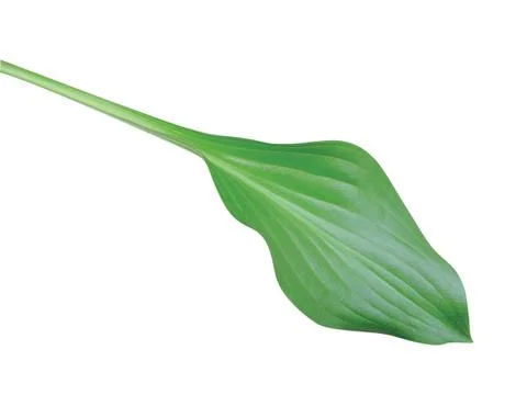 Green  leaf Fotos Stock