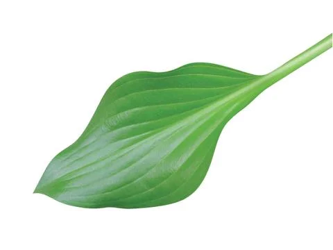 Green  leaf Stock Photos