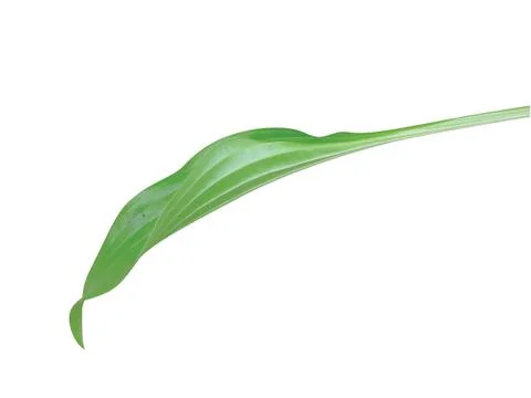 Green  leaf 写真素材